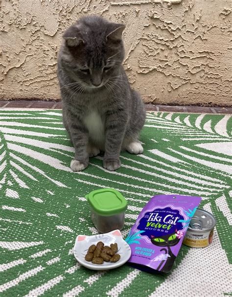  For finicky cats, consider adding a flavorless CBD oil isolate to food or a treat